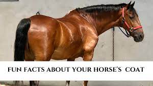 Fun Facts About Your Horse S Coat