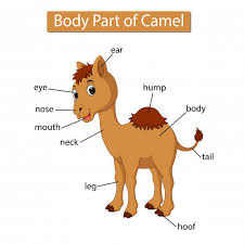 Diagram Showing Body Part Of Camel Vector Premium Download