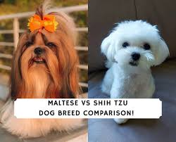 maltese vs shih tzu dog breed