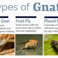 what causes gnats and how to get rid of
