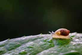 a complete guide to pond snails the