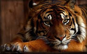 Image result for tiger wallpaper hd