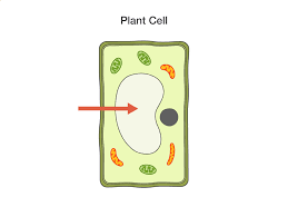 However, the centrally located vacuole is larger than others. Learning By Questions