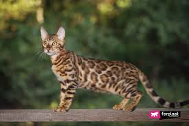 This hybrid cat breed is growing in popularity due to its patterns and personalities, and it stays about the same size as a large domestic house cat. 5 Curious Facts About The Bengal Cat Characteristics