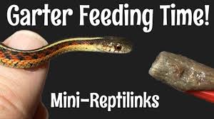 Garter snakes are one of the easiest snakes to care for in captivity. Red Sided Garter Snakes Try Mini Reptilinks Youtube