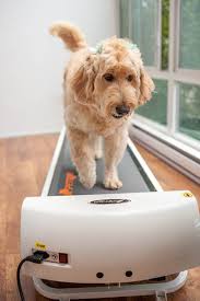 dog treadmills dogica