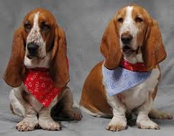 Basset hound short legged scenthound breed. Basset Hounds What S Good About Em What S Bad About Em