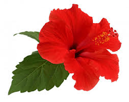 Image result for images of hibiscus
