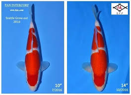 How Big Do Koi Fish Grow And How Long Does It Take Quora