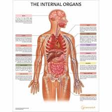 The torso of the human body also consists of the major muscles of our body; Female Reproductive Anatomy Models Charts Pregnancy Education