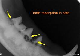 Image result for Picture of Tooth resorption dental x-ray in the cat
