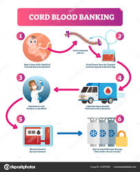 Cord Blood Diagram Get Rid Of Wiring Diagram Problem