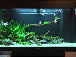 can aquarium plants grow in sand