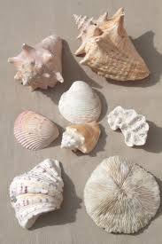 Vintage Seashells Collection Large Natural History Sea