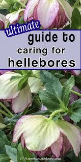 lenten rose care and planting guide