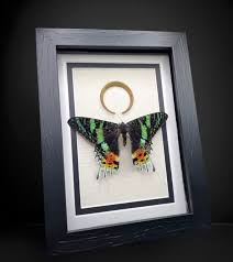 Shadow Box Frame Moth Decor