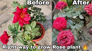 best way to grow rose plant right way