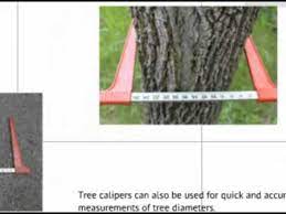 tree calipers you