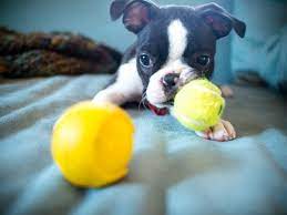 how much do boston terrier puppies cost