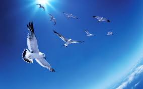 free 100 flying birds wallpapers