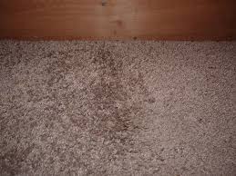 how to get wax out of carpet sweet t