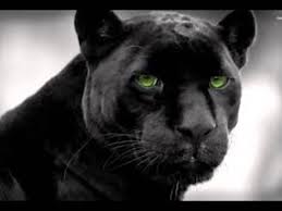 Resultado de imagem para Panthera