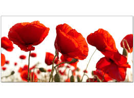 Image result for poppies