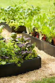Organic Edible Gardening Raised Beds