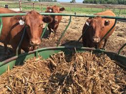 10 penny pinching tips for feeding cows
