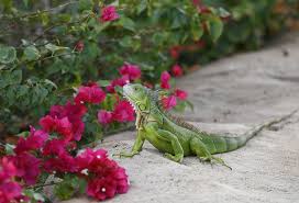Maybe you would like to learn more about one of these? Reptile Invasion Florida Agency Encourages Killing Iguanas Taiwan News 2019 07 04 00 04 13