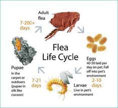 fleas control auckland nz pest control