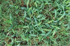 In general, tall fescue grass is much coarser and clumps densely when compared to fine fescue. Keep Summer Crabgrass Under Control Trugreen