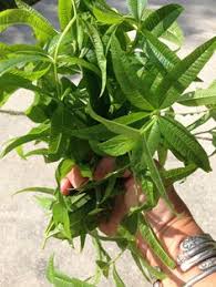 Growing lemon verbena, includes a detailed plant profile for this perennial herb, cold hardiness and tips on keeping lemon verbena alive. 7 Lemon Beebrush Ideas Lemon Verbena Verbena Herbs