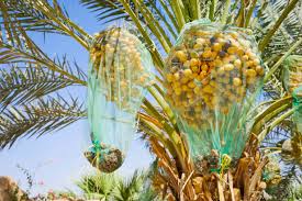 Date palm tree with nets covering fruit, Wadi Rum, Aqaba Governorate, Jordan  stock photo