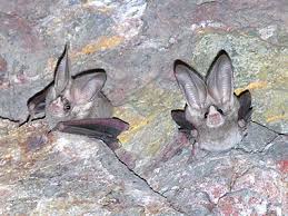 california leaf nosed bat