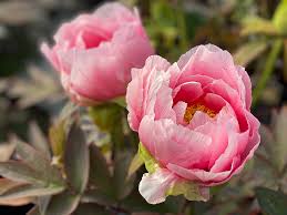 It depends on the type of the plant. 3 Rules For Growing Perfect Peonies The English Garden