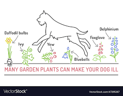 Garden Plants Poisonous To Dogs