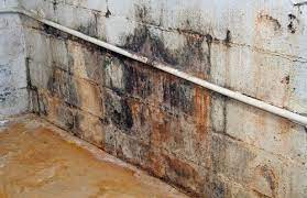 maryland basement mold remediation si