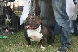 How To Become A Sucessful American Bully Pit Bull Breeder