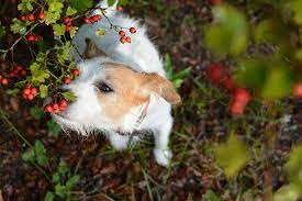 hedgerow berries are safe for my dog