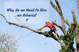 San antonio arborist association brings together groups and individuals engaged in or wishing to learn more about arboriculture, encourages sound principles of arboriculture, and promotes education in the tree care industry. How To Become An Arborist In Texas Arxiusarquitectura