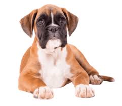the best dog food for boxers 2024