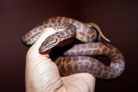 children s python the ultimate care