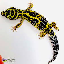 Resultado de imagen para gecko