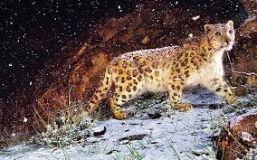 snow leopard apple hd wallpaper peakpx