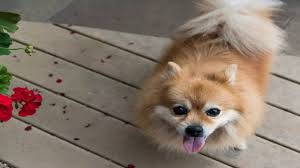 9 fun facts about pomeranian dogs the