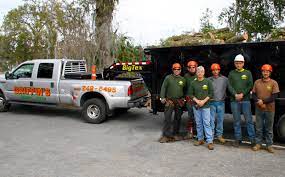 It's often when a tree turns brown, loses its leaves or even dies that homeowners take to the internet and select whichever company can get to their property the fastest. Griffin Tree Care Tree Cutting Tree Trimming Pruning Stump Grinding Tree Limb Removal Citrus County Florida Griffin S Tree Care