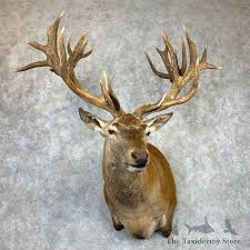 red deer s shoulder mount