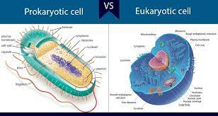 Prokaryotic organism are those which lacks true nucleus and membrane bound cell organelles. Differences Between Prokaryotic And Eukaryotic Cells