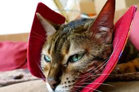 7 cat cone alternatives for recovery
